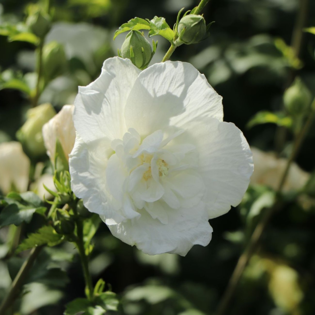 Obrázok Ibištek sýrsky (Hibiscus syriacus) ´WHITE CHIFFON´® - výška 40-60 cm, kont. C3L
